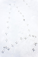 Spuren von Vogel im Schnee
