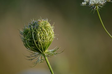 Schafgarbe © grusgrus01