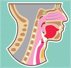 Obraz premium Throat Head Face Anatomy Vector Diagram