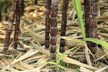 sugarcane plants in growth at field