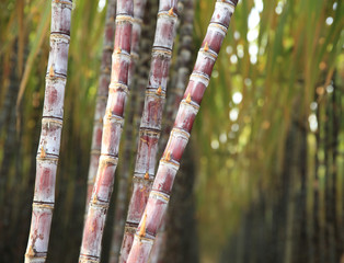 sugarcane plants in growth at field