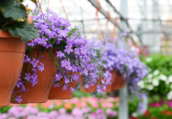 Greenhouse