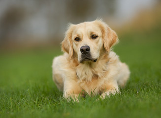 Golden retriever dog on sunny day