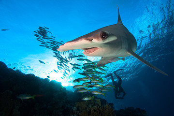 Great Hammerhead shark and school of fish - obrazy, fototapety, plakaty