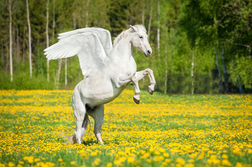 Beautiful white pegasus rearing up on the field with dandelions