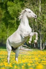 Obraz na płótnie Canvas Beautiful white horse rearing up on the field with dandelions
