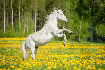 Naklejka na ściany i meble White horse rearing up on the pasture in summer