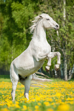 Beautiful white horse rearing up on the field with dandelions