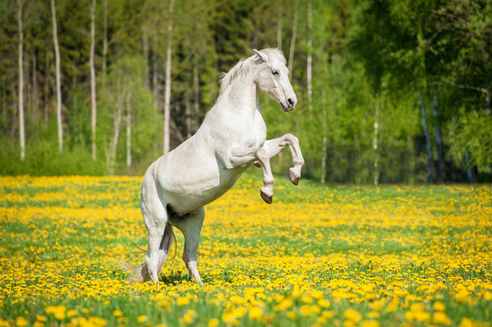 Beautiful white horse rearing up on the field with dandelions