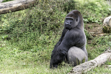 Gorille dos argenté