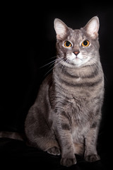Portrait of an adult gray cat