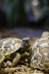 Junge Schildkröten 1