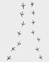 Trail of prints of birds, vector illustration