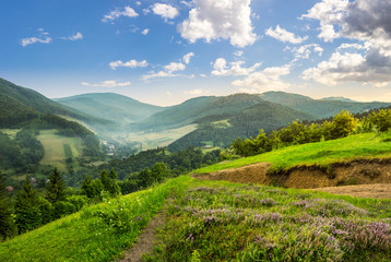 flowers on hillside meadow with forest in morning mountain