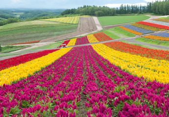 Furano in Japan