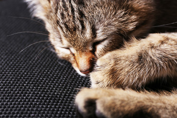 Naklejka na ściany i meble Sleeping kitten closeup