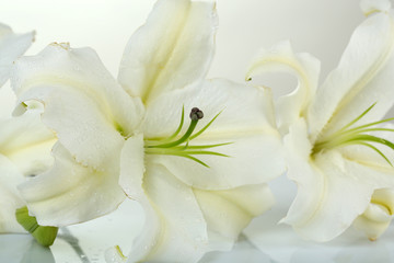 Obraz na płótnie Canvas Beautiful lily isolated on white