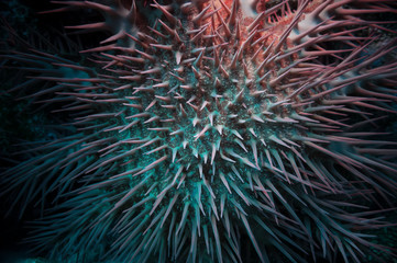 Poisonous crown of thorns sea star (Acanthaster plancii)