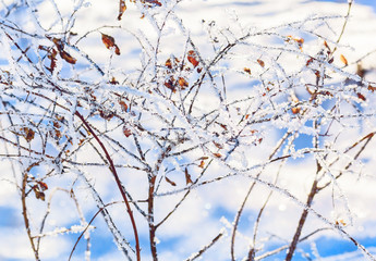 White hoarfrost on the branches of spirea