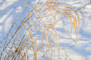 White hoarfrost on the leaves of irises