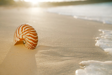 nautilus sea shell on golden sand beach in  soft sunset light