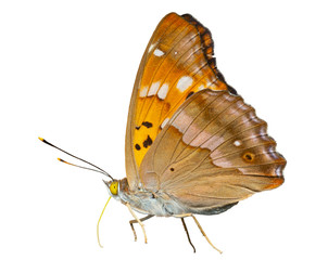 Butterfly (Apatura substituta) 8