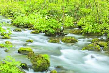 Summer of Oirase Strea, Aomori, Japan