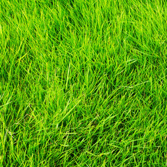 grass texture for background