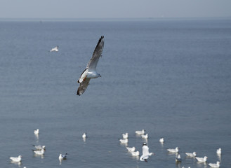 Seagull flying under the sky at Bang Pu beach