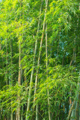 big fresh bamboo grove in forest