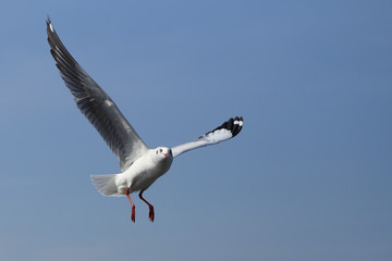 Seagull flying under the sky