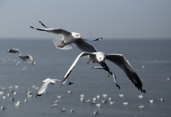 Seagull flying under the sky