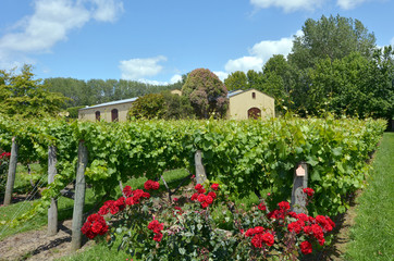Fototapeta na wymiar New Zealand wine