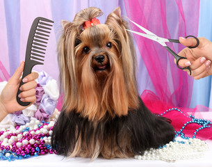 Yorkshire terrier grooming at the salon for dogs