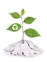 Plant with recycle symbol growing from paper isolated on white