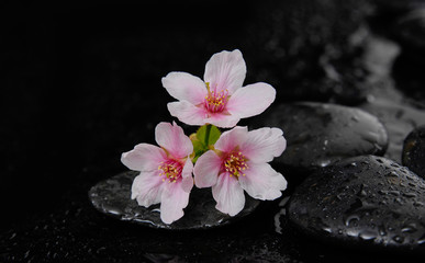 Fototapeta na wymiar white Cherry blossom, sakura flowers on wet black pebbles