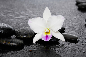 Fototapeta na wymiar beautiful white orchid with therapy stones