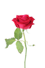 Fototapeta premium red rose flower isolated on white background