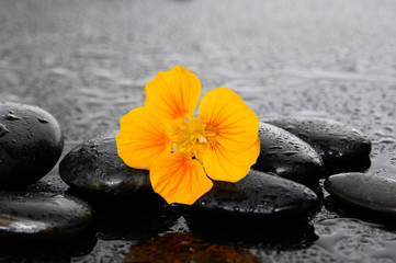 Obraz na płótnie Canvas beautiful yellow flower with therapy stones on wet background