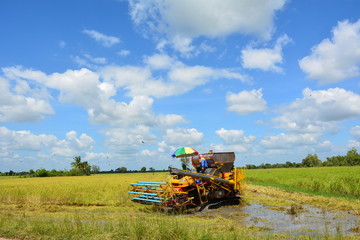 Obraz premium Rice fields sky and The tree