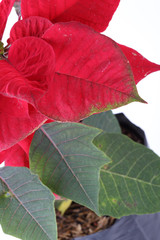 red and green leaf of poinsettia tree