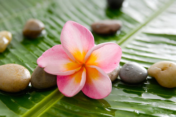 Obraz na płótnie Canvas Pink frangipani and pile of stones on wet banana leaf