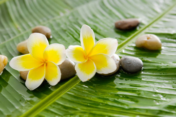 Fototapeta na wymiar frangipani and pile of stones on wet banana leaf