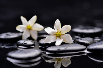 Fototapeta na wymiar Two gardenia flower on wet black pebbles