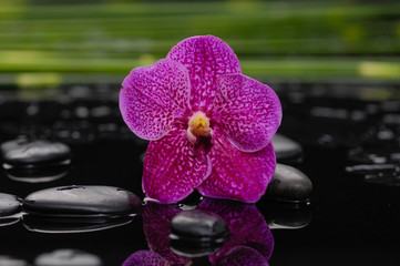 Macro of orchid with petals and therapy stones