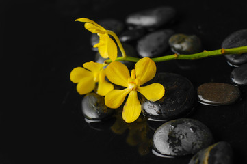 Fototapeta na wymiar Yellow flower with stem and zen black stones