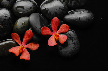 Two orchid flower and therapy stones