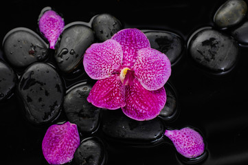 Obraz na płótnie Canvas Macro of orchid with petals and therapy stones