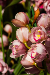 Beautiful pink orchid flowers