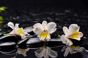 three orchid with black stones and green plant